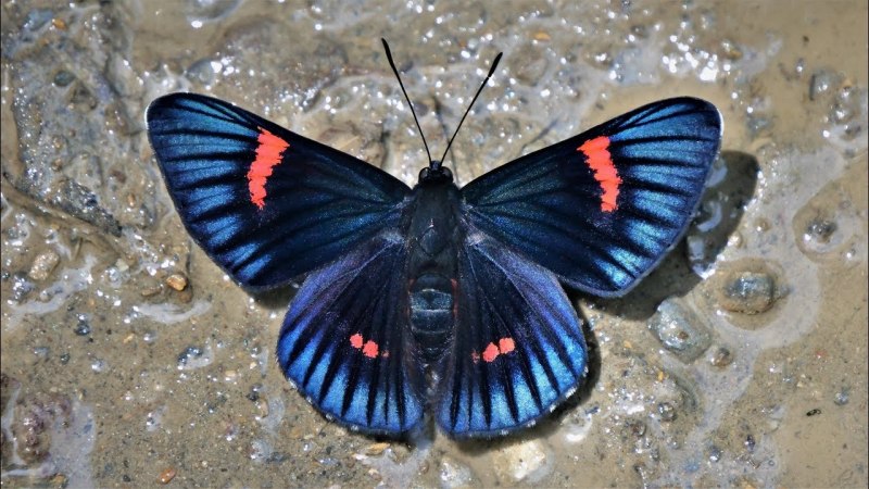 Bolivia Butterfly