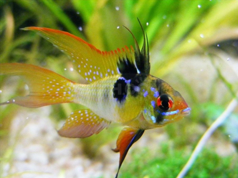 Апистограмма боливийская бабочка