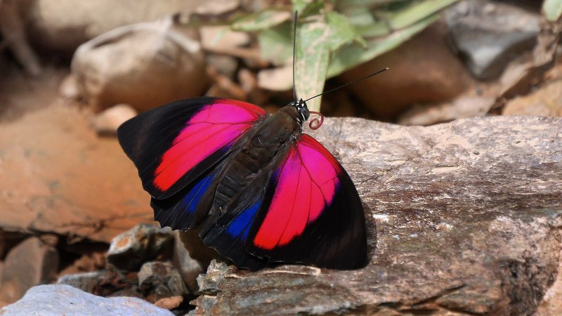 Размеры боливийские бабочки