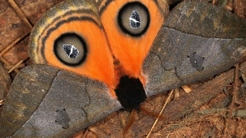 Мир бабочек Анапа