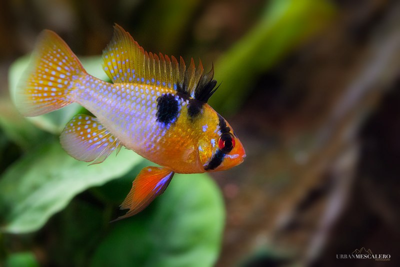 Апистограмма боливийская бабочка