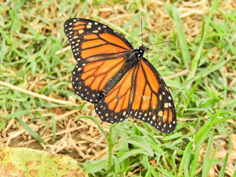 Морфо Аврора