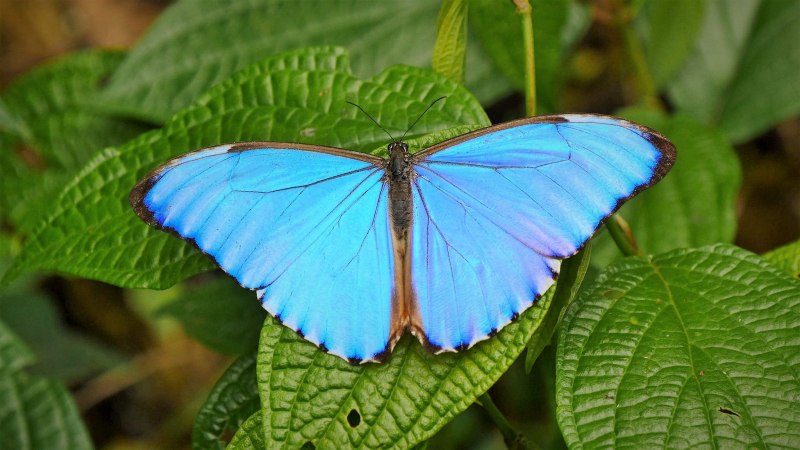 Morpho Aurora