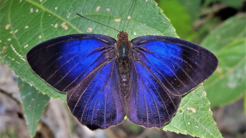 Боливийская бабочка Paches Loxus Loxana.