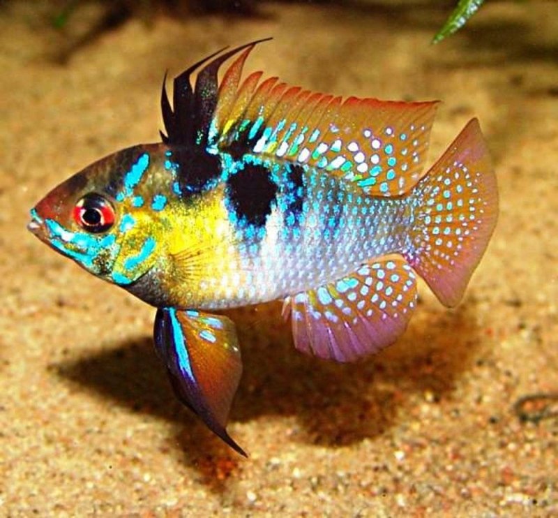 Альтиспиноза с потомством