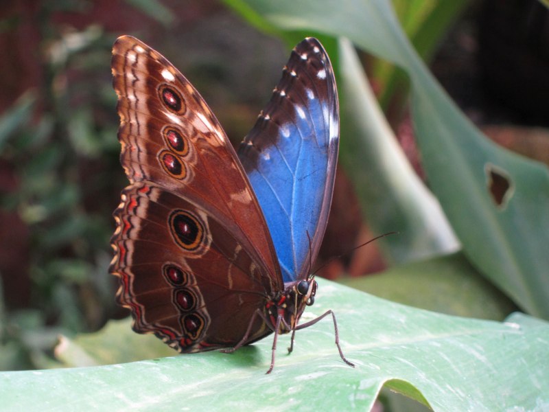 Бабочка Морфо Амфитрион