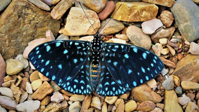 Бабочка Калиго Атрей