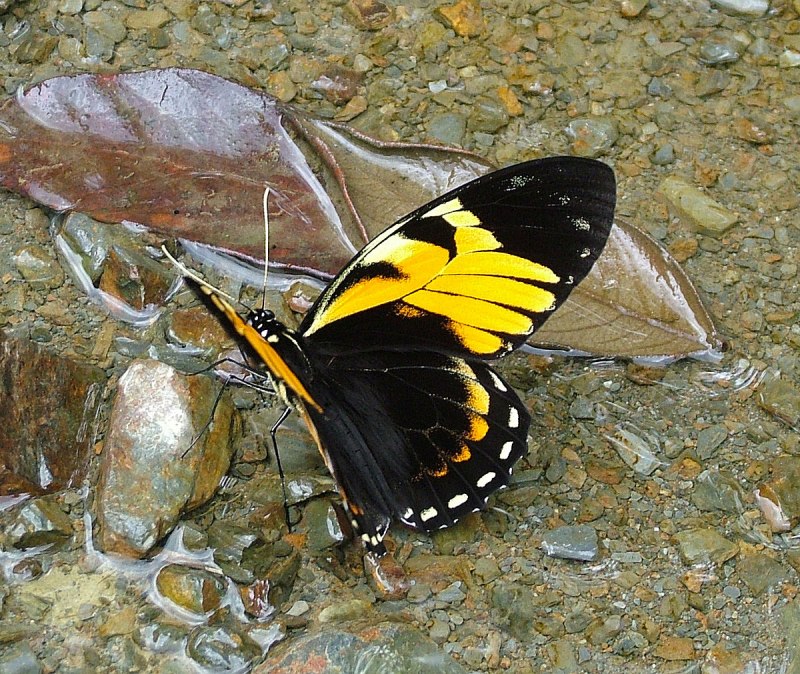 Бабочка Eurytides orabilis