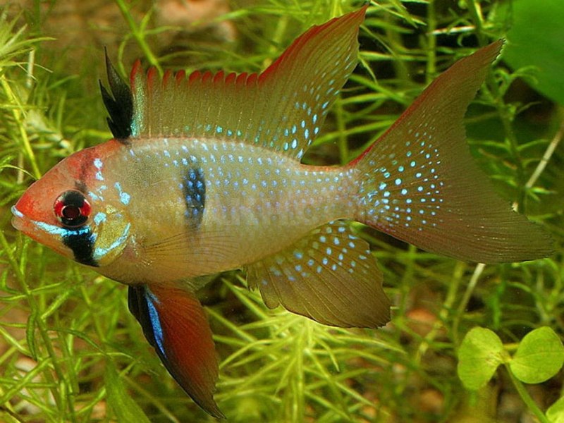 Апистограмма альтиспиноза боливийская бабочка