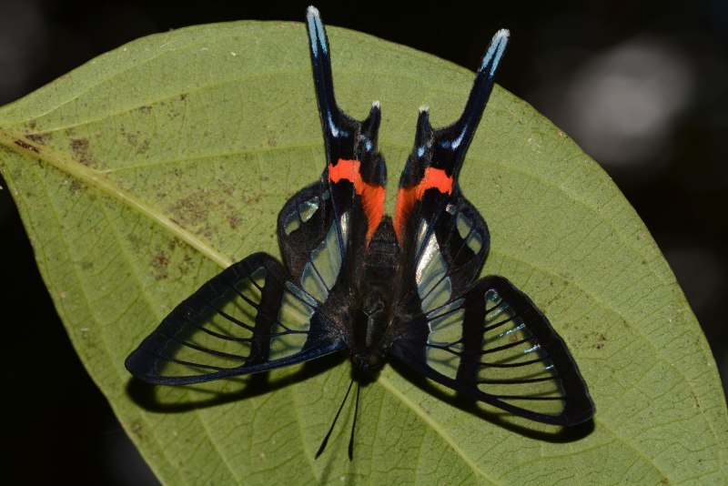 Размеры боливийские бабочки
