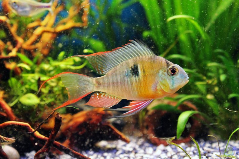 Апистограмма рамирези микрогеофагус