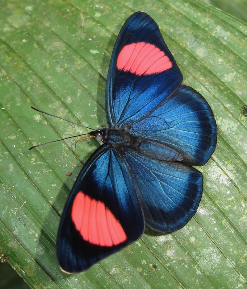 Боливийская бабочка Paches Loxus Loxana.