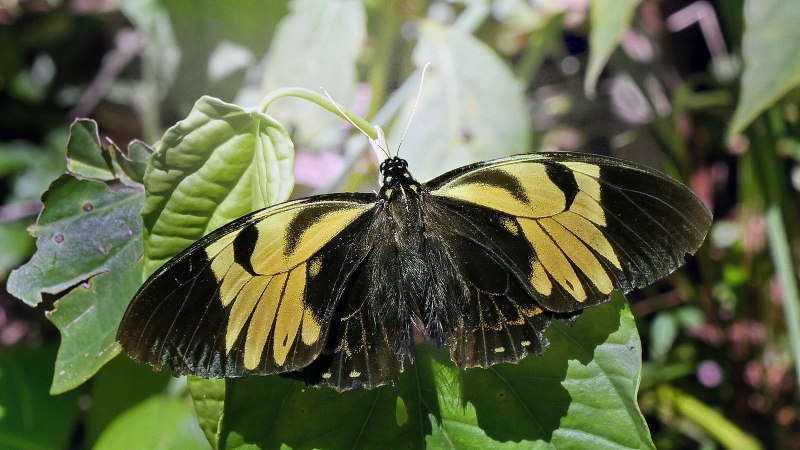 Бабочки Амазонии