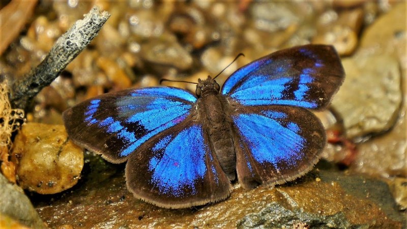 Совка шпорниковая гусеница