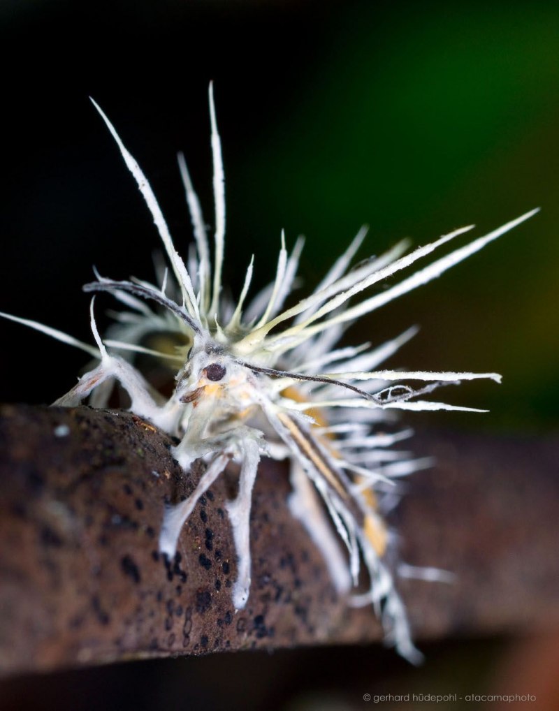 Цитерония Королевская бабочка