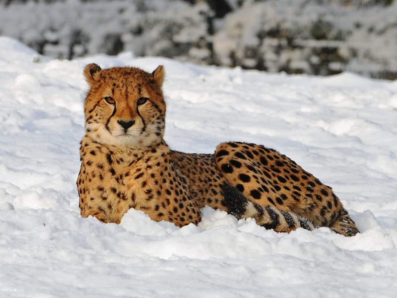 Дальневосточный леопард в снегу