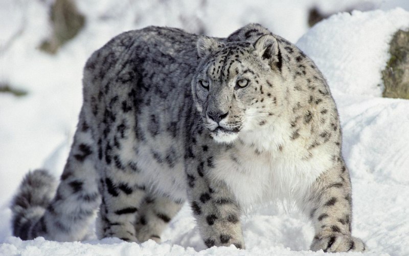 Снежный Барс uncia uncia