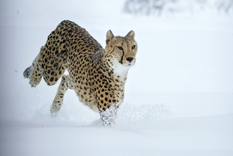 Гепард бежит