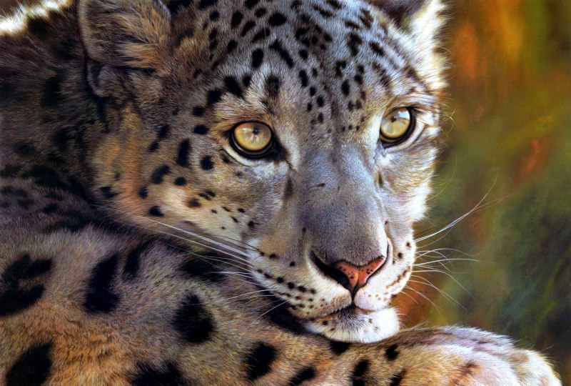 Снежный Барс Токарева