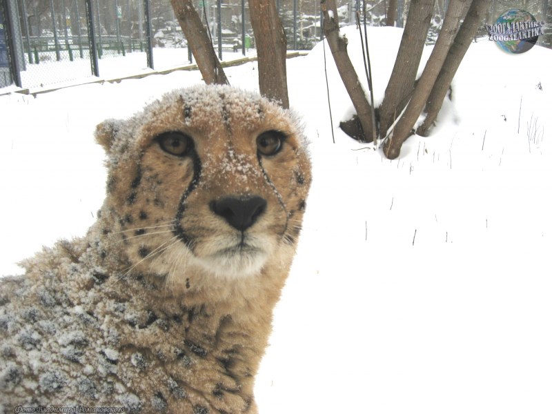 Гепард фото