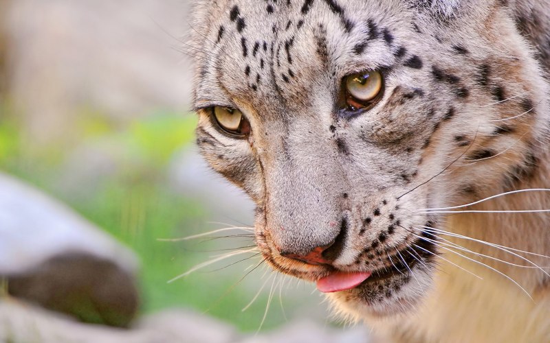 Снежный Барс uncia uncia