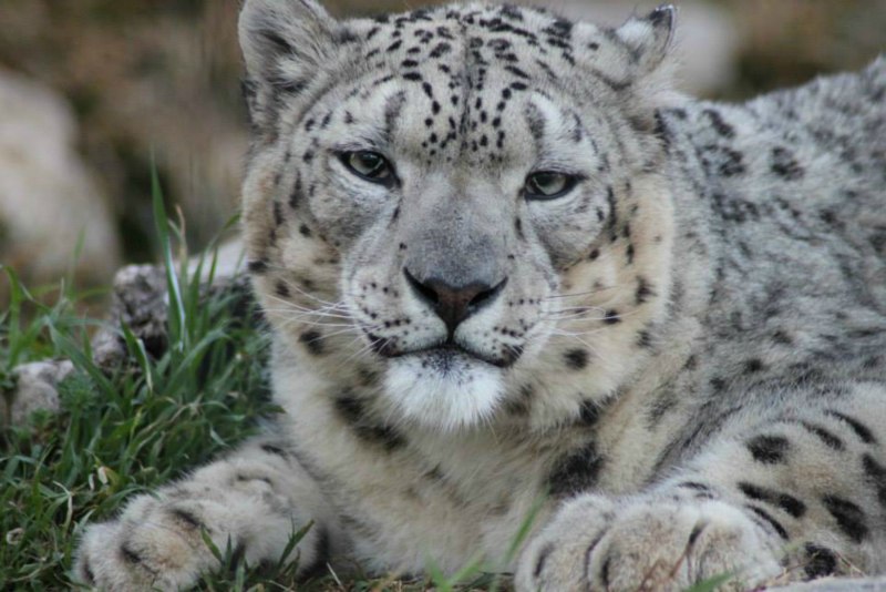 Снежный Барс uncia uncia