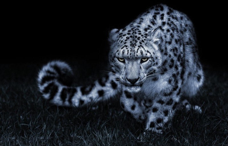 Пантера Ирбис