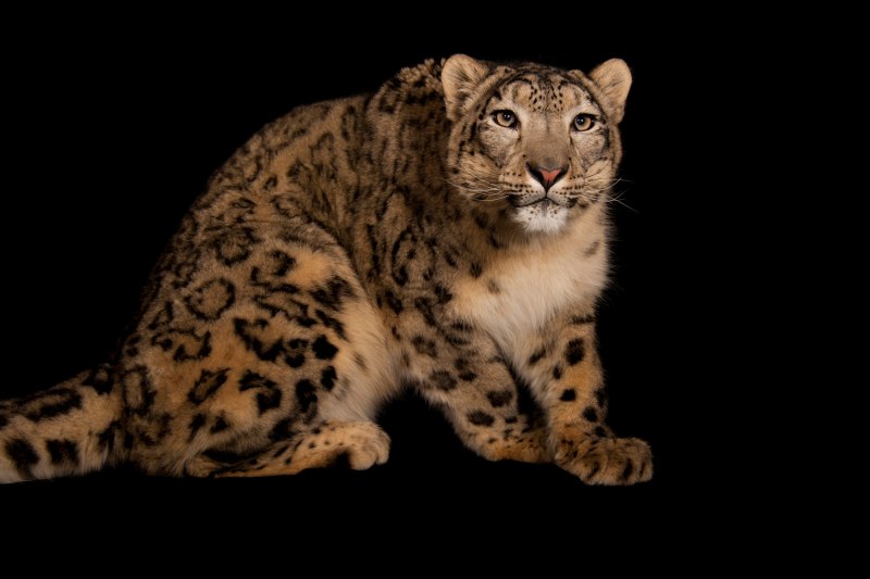 Высокогорье снежный Барс