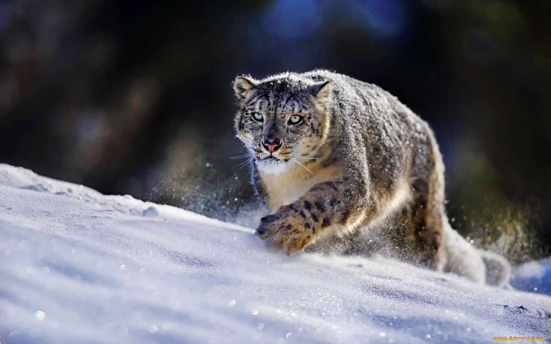 Снежный Барс и леопард