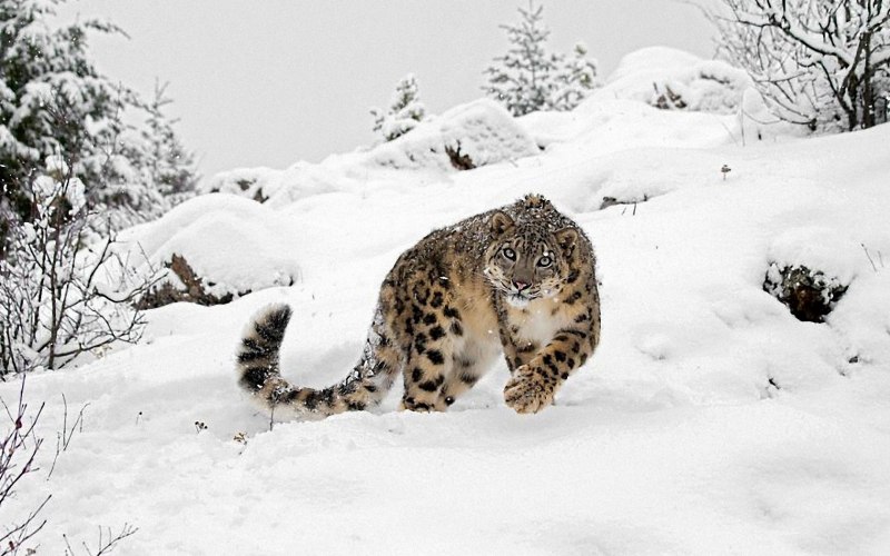 Снежный Барс (Ирбис, снежный леопард)