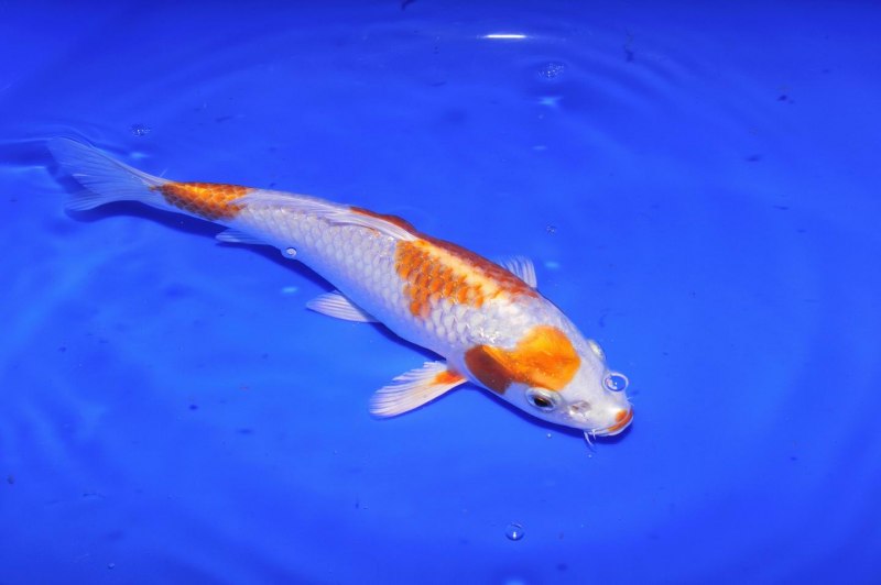 Карп кои Хикари-моёмоно