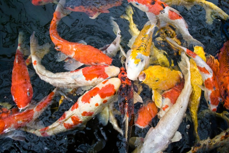 Аквариумные рыбки карпы кои