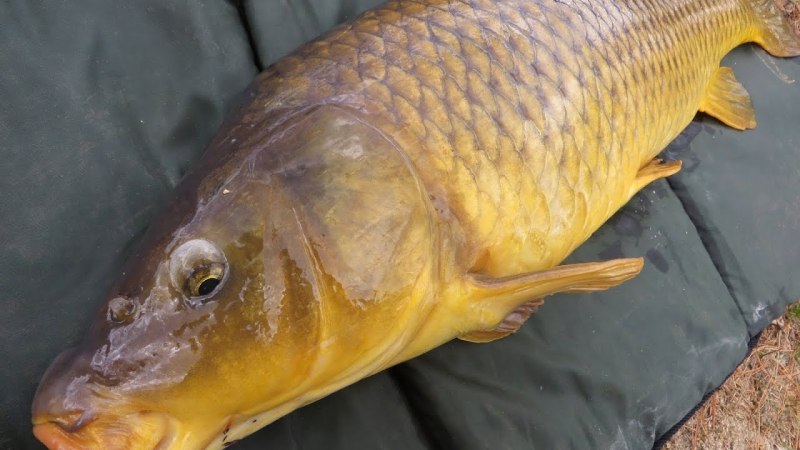 Ангелинский зеркальный Карп