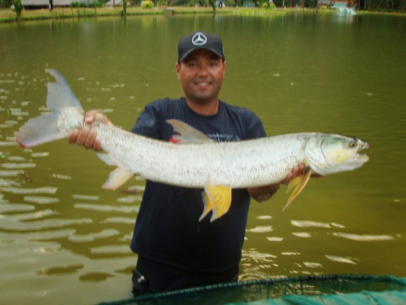 Карп кои золотой сазан