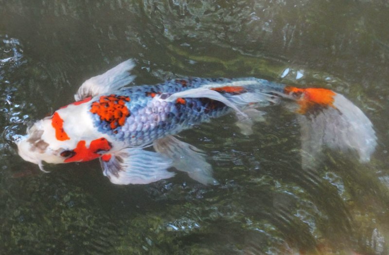 Золотой Карп