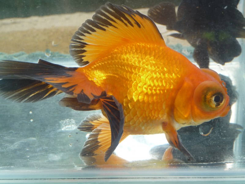 Карпообразные Карпов