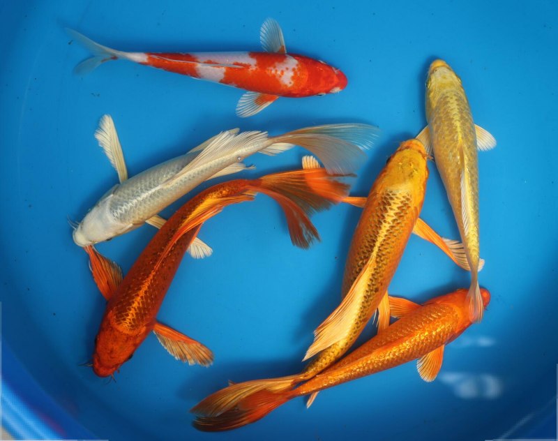 Карп кои бабочка вуалевый