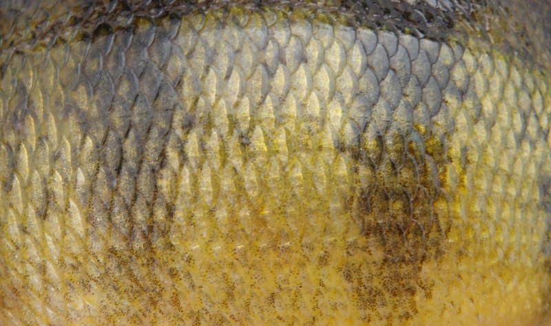 Тату на бицепсе Карп