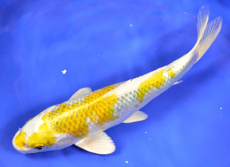 Японский Карп кои