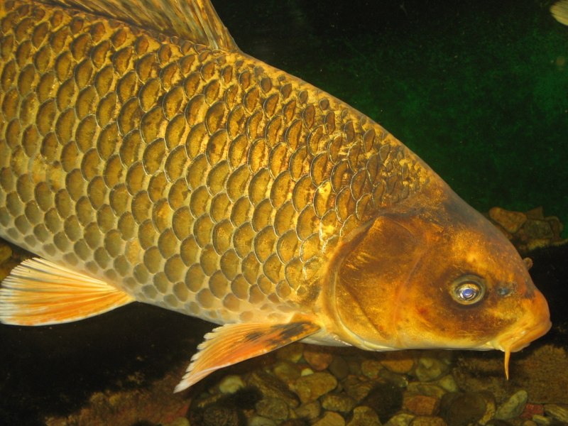 Карп (Cyprinus Carpio)