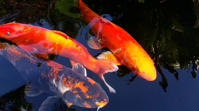 Белый Карп кои вуалехвост