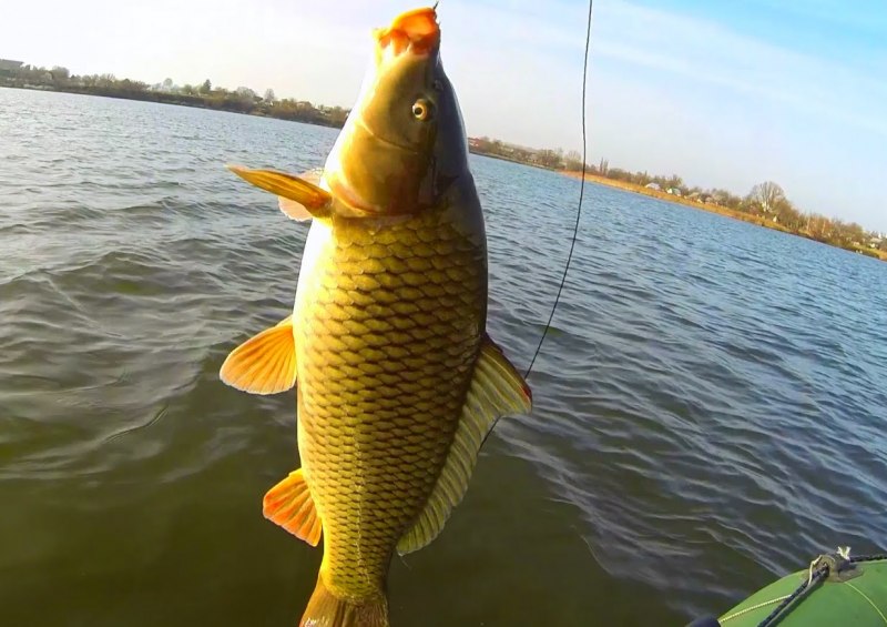 Карп кои референс