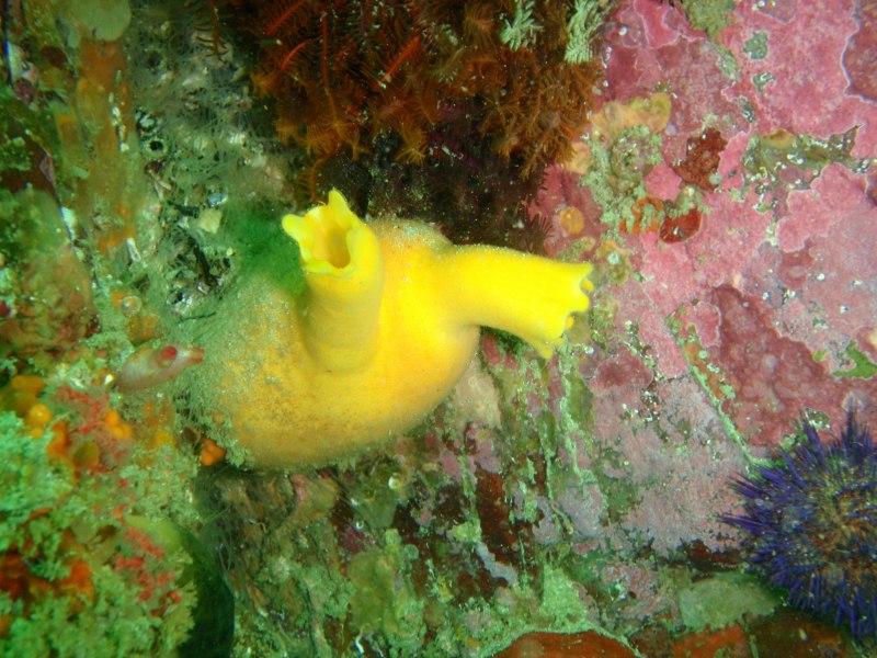 Карп кои тату