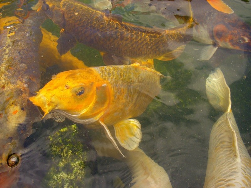 Cyprinus Carpio Koi