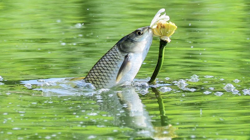 Карп с названием
