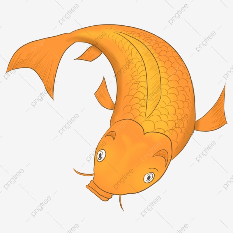 Рыбалка на карпа