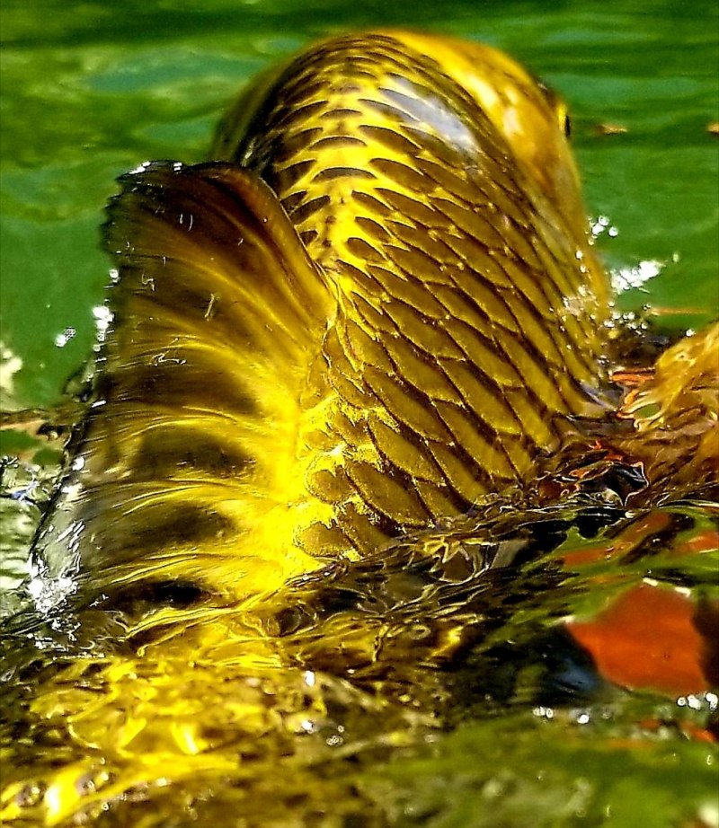 Большая желтая рыба