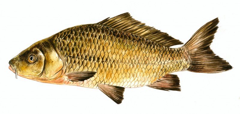 Кои в пруду живые