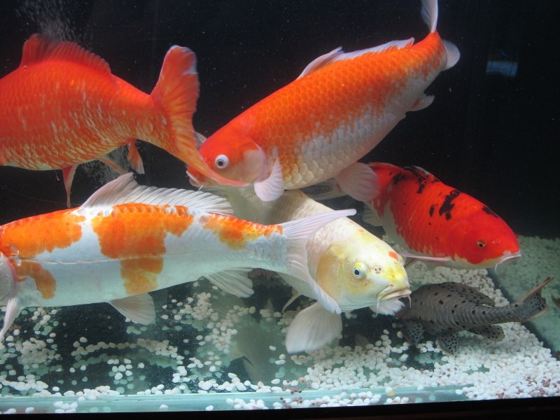 Пресноводные рыбы Карп