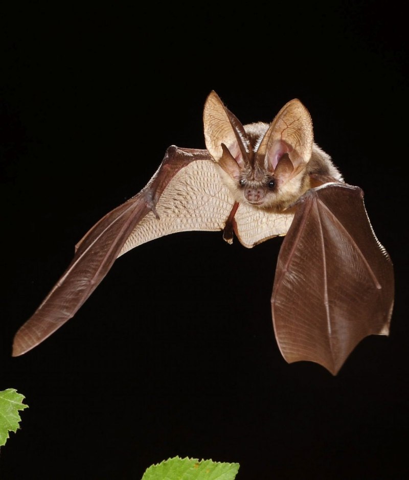 Рукокрылые ушан